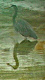 10_Heron17aCropped.jpg