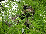 8_DSC00039s.jpg